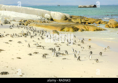 Pinguine auf weißen shore Boulder Beach. Große Kolonie afrikanischer Pinguine ist in der Nähe von Simon's Town, Kapstadt, Südafrika. Boulders Beach ist ein Teil des Table Mountain NP. Stockfoto