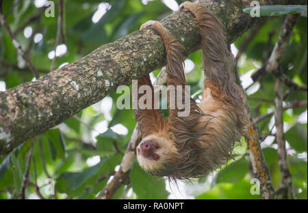 Eine wilde zwei Toed sloth in Costa Rica. Stockfoto