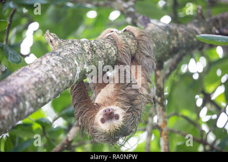 Eine wilde zwei Toed sloth in Costa Rica. Stockfoto