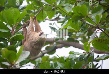Eine wilde zwei Toed sloth in Costa Rica. Stockfoto