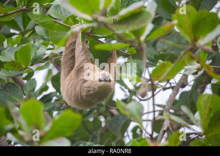 Eine wilde zwei Toed sloth in Costa Rica. Stockfoto