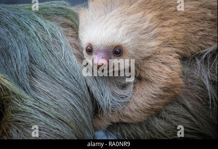Eine wilde zwei Toed sloth in Costa Rica. Stockfoto