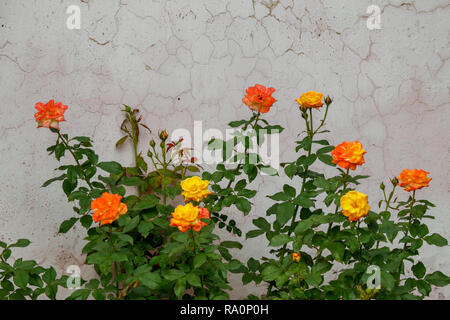 Schön Gelb und Orange Rosen mit Bush, auf dem Hintergrund der Betonwand Stockfoto