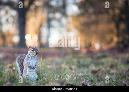 Graue Eichhörnchen in London Stockfoto