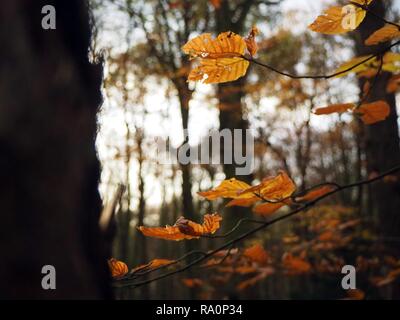 Einzelne Blätter an einem Baum in der Nähe. Stockfoto