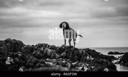 Ein Black and Tan hundeartige Spaziergänge am Strand in Cornwall. Stockfoto