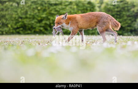 Ein roter Fuchs in South West London. Stockfoto