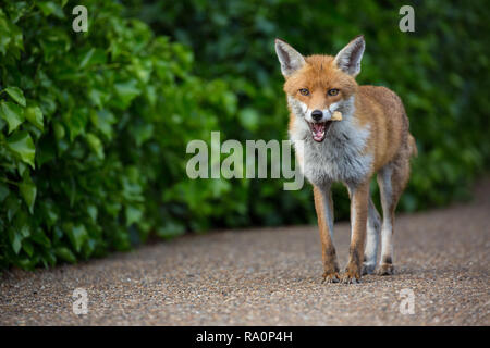 Ein roter Fuchs in South West London. Stockfoto