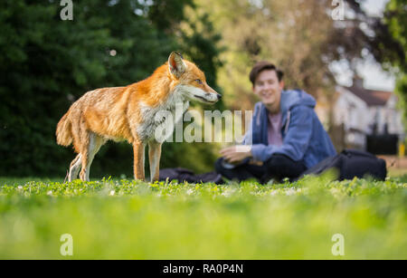 Ein roter Fuchs in South West London. Stockfoto