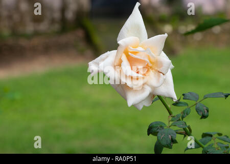 Weiße Rose Blüte mit grünen Blätter blühen im Garten, auf blury Hintergrund, mit Regen Wasser Tropfen Stockfoto