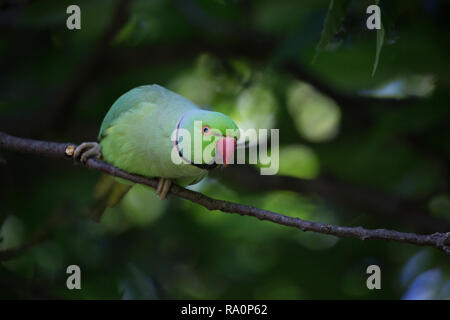 Ein Ring necked parakeet im Hyde Park in London. Stockfoto