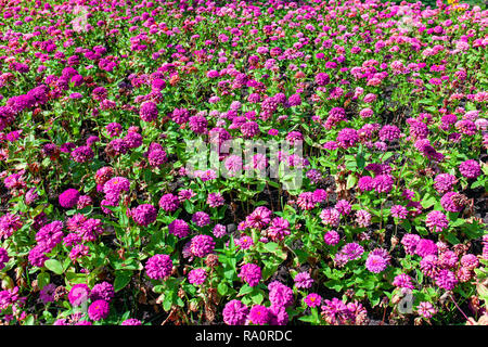 Beauty rosa Magenta Blume Bush Baum blüht im Garten. Stockfoto