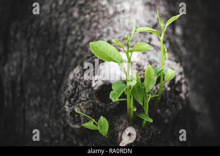 Junge Baum sprießen immer von den großen Baumstamm mit Sonnenlicht. Neues Leben, Ökologie Konzept, Close-up. Stockfoto