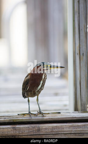 Green Heron (Butorides Virescens) steht auf Holz- Dock in Florida Stockfoto