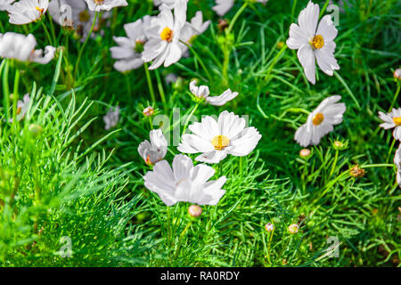 Eine Gruppe von weissen Cosmos Blumen blühen im Garten, Close-up. Stockfoto