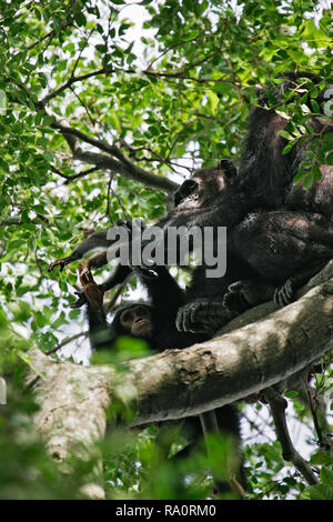 Östliche Schimpanse (Pan troglodytes schweinfurthii) Fütterung auf getötet Colobus Monkey, Gombe Stream Nationalpark, Tansania Stockfoto