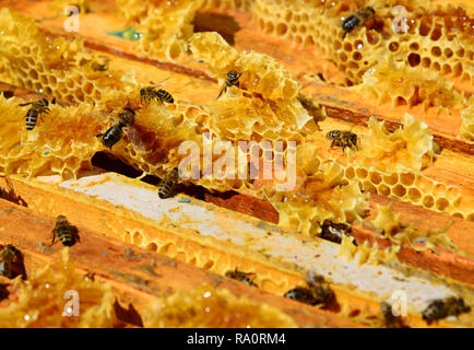 Bienen sitzen auf Kamm in den Bienenkorb Stockfoto