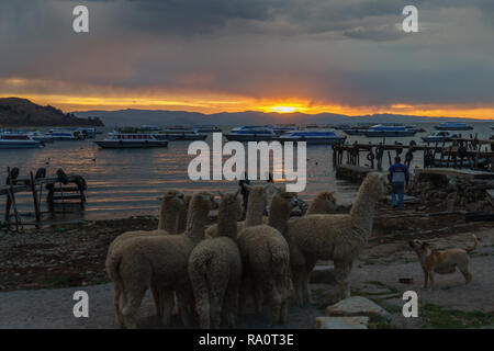 Sonnenuntergang über den Titicaca-see in Bolivien Stockfoto