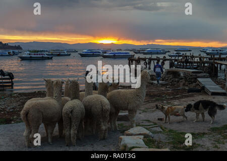 Sonnenuntergang über den Titicaca-see in Bolivien Stockfoto