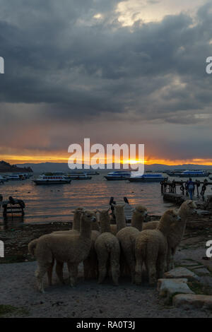 Sonnenuntergang über den Titicaca-see in Bolivien Stockfoto