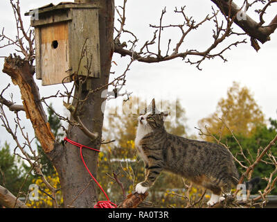 Haus Katze schleicht, Vogelnest, Brandenburg, Deutschland Stockfoto