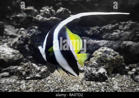 Gestreifte Fische im Wasser Kreta Griechenland Europa Stockfoto