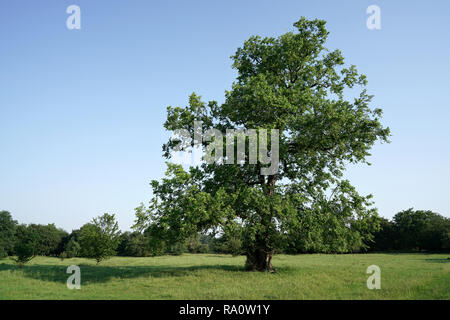 Elm in einem Park in Deutschland Stockfoto