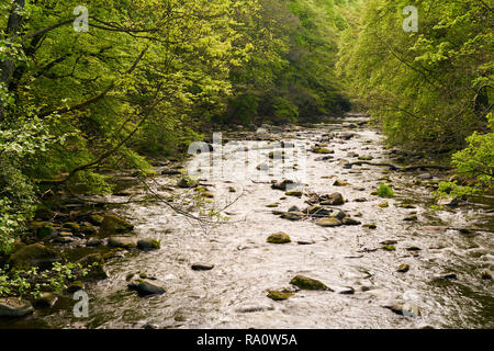 Die Bode in der Nähe von Thale im Harz Stockfoto