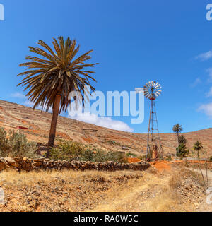 Palme und Windmühle bei einer Wüstenlandschaft in Fuerteventura, Kanarische Inseln Stockfoto