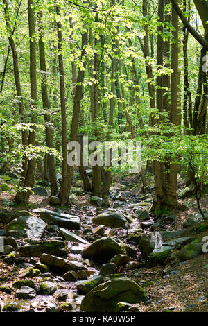 Die Bode in der Nähe von Thale im Harz Stockfoto