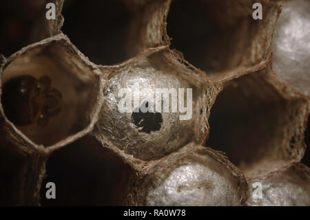 European paper Wasp (feldwespe dominula) Nest mit Eiern zu öffnen. Stockfoto
