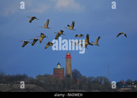 Kranichen (Grus Grus) Migration und am Leuchtturm von Kap Arkona, Insel Rügen, Ostsee, Mecklenburg-Vorpommern, Deutschland fliegen Stockfoto