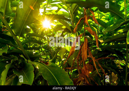 Sonne scheint durch eine dicke Wachstum der Pflanzen in der Mitte eines Feldes. Stockfoto