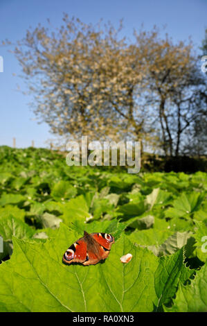 Tagpfauenauge Servelas auf pestwurz Blätter in der Nähe von einem Fluss mit Bäumen in der Blüte im Hintergrund. Stockfoto