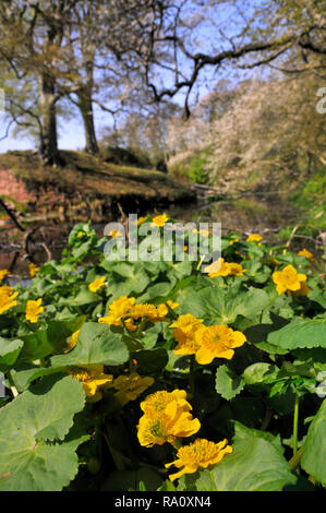 Ein Fluss der gelbe Sumpfdotterblume Blumen mit blühenden Frühling die Bäume im Hintergrund. Stockfoto