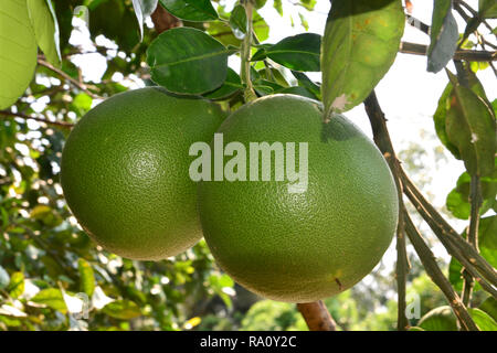 Grapefruit hängen am Baum/Grapefruit tree/Pomelo hängen am Baum/Pomelo tree/Grapefruit Baum mit Früchten closeup/Pomelo Baum mit Früchten cl Stockfoto