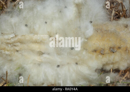 Kapok, ceiba pentandra, weißen silk Cotton Tree *** wählen Sie Fokus Stockfoto