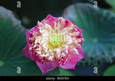 Schöne rosa Blüte fotografiert close-up Stockfoto