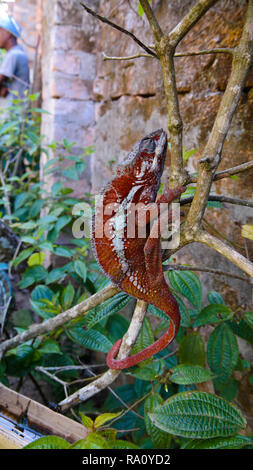 Portrait von Panther chameleon aka Furcifer pardalis in Andasibe-Mantadia Nationalpark in Madagaskar Stockfoto