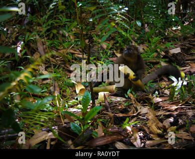 Portrait der Essen Golden Bambus lemur aka Hapalemur aureus, Ranomafana Nationalpark, Fianarantsoa, Madagaskar Stockfoto