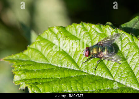 Angesichts der gemeinsamen grünen Flasche fliegen (Lucilia sericata) ruht auf einem Blatt, Devon, England, UK. Stockfoto