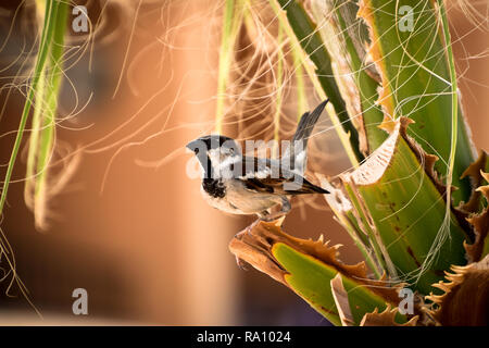 Sparrow sitzen in grüne Palme closeup im Sonnenlicht Stockfoto
