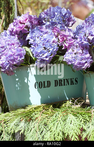 Purple hydrangea in einem Container, der Sie lesen kann "kalte Getränke" in einem Blumenmarkt Stockfoto
