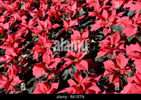 Nahaufnahme auf blühende Pflanzen Euphorbia pulcherrima Poinsettia Stockfoto