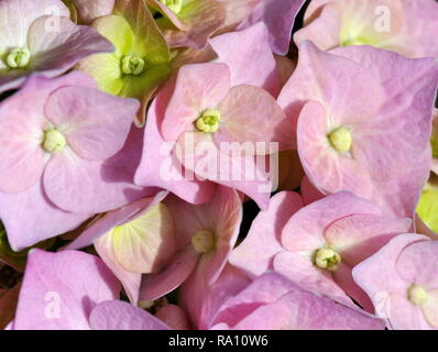 Nahaufnahme auf rosa Moppköpfe aus Blume Hydrangea macrophylla Stockfoto