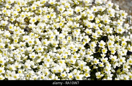 Große Gruppe weiß Steinbrech Blumen Stockfoto