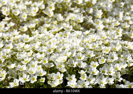 Große Gruppe weiß Steinbrech Blumen Stockfoto