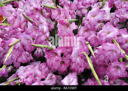 Großen Blumenstrauß aus gladiolen rosa Blumen Stockfoto