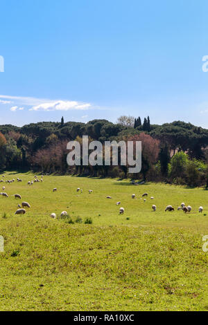 Schafherde weidet in der Nähe der Via Appia Antica in Rom, Italien. Stockfoto