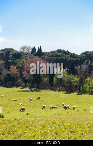 Schafherde weidet in der Nähe der Via Appia Antica in Rom, Italien. Stockfoto